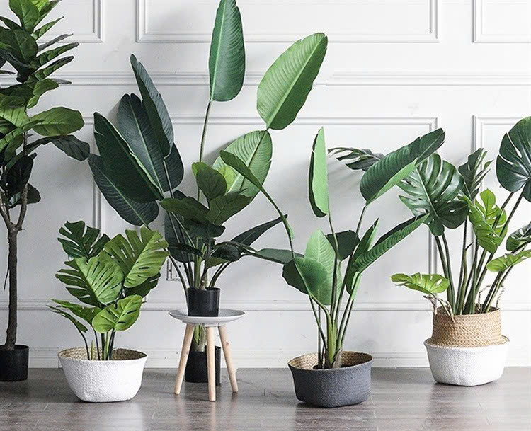 Tuổi nào, con giáp nào nên trồng cây gì ở ban công để thu hút tài lộc?