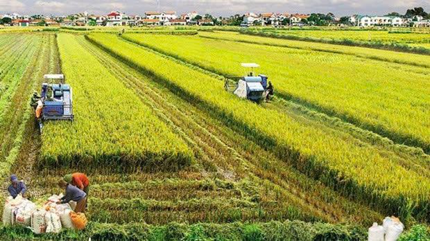 Ai được miễn thuế sử dụng đất nông nghiệp từ năm 2026 đến 2030 theo Nghị định 292/2025/NĐ-CP mới nhất?